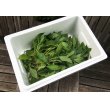 画像2: 藍の生葉（茎付き）400g (2)