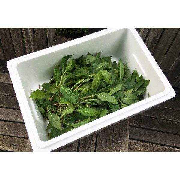 画像2: 藍の生葉（茎付き）400g (2)